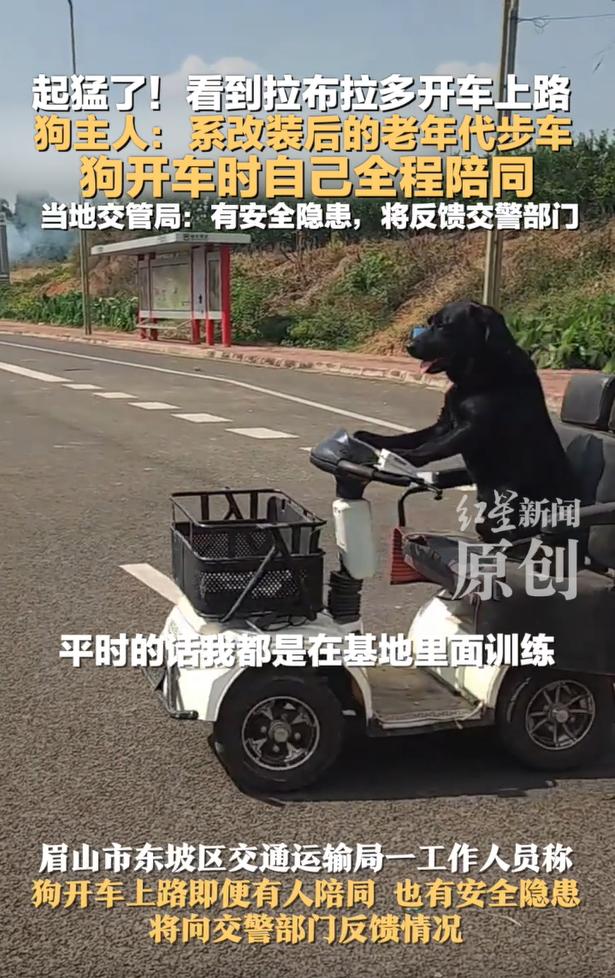 四川眉山一只拉布拉多独自开车上路，“一边开一边狂叫”，当地交管局回应