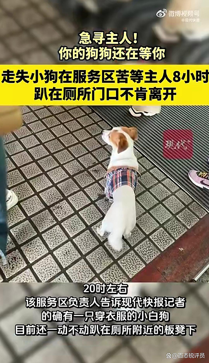 国庆首日暖心又揪心！小狗服务区苦等主人8小时