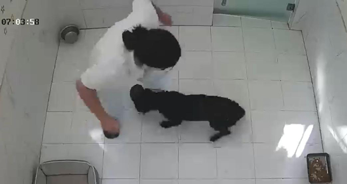 山东青岛一家宠物乐园女饲养员喂食寄养狗遭撕咬缝针