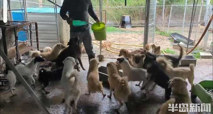 流浪猫狗数量增多，救助压力陡增！流浪动物中心盼援手