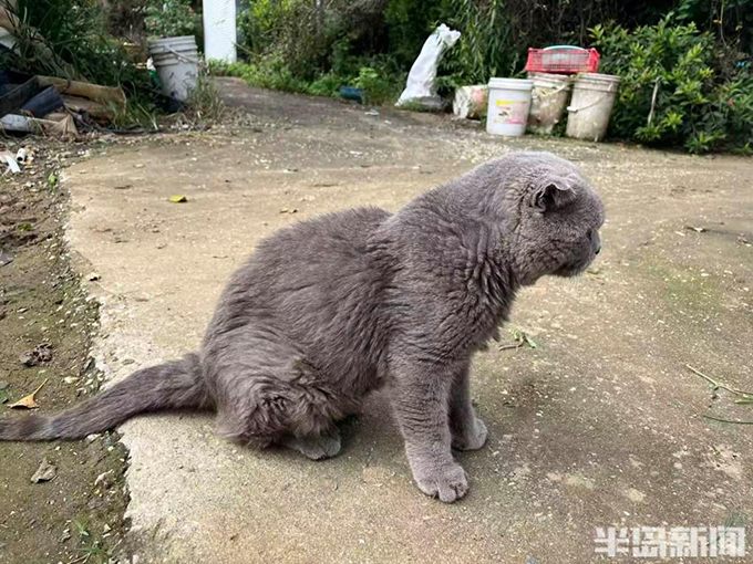 流浪猫狗数量增多，救助压力陡增！流浪动物中心盼援手