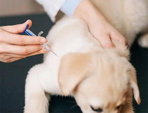 宠物狗打疫苗后死亡，责任在谁？法官调解解纠纷