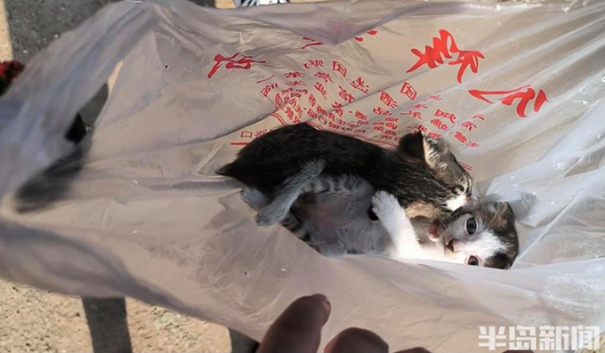 流浪猫狗数量增多，救助压力陡增！流浪动物中心盼援手