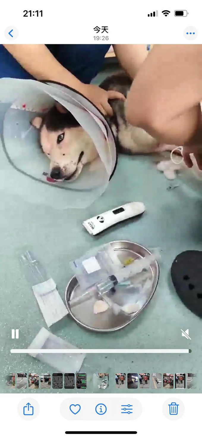 成都一商店老板砍伤流浪哈士奇后信息被挂网上，街道办：他家鸡被咬死，自己也被咬伤