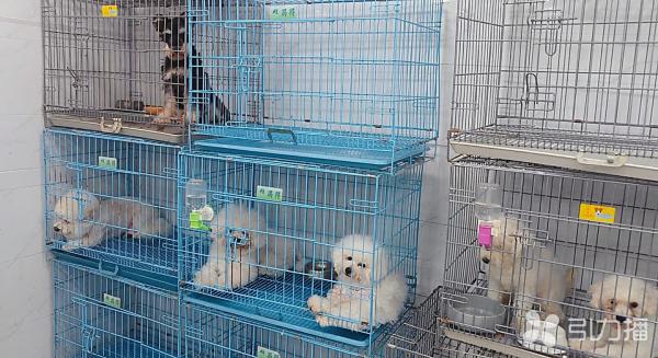国庆宠物寄养量同比降近五成，带宠出游与上门服务成新趋势