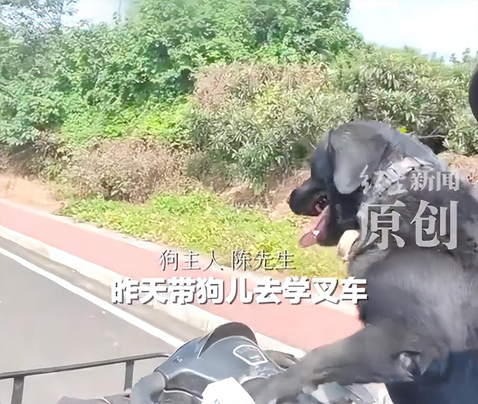 四川眉山一只拉布拉多独自开车上路，“一边开一边狂叫”，当地交管局回应