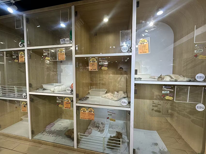金店退租，商场欲引入宠物摄影店 一只猫卖5万8，毛孩子成了商场新流量密码？