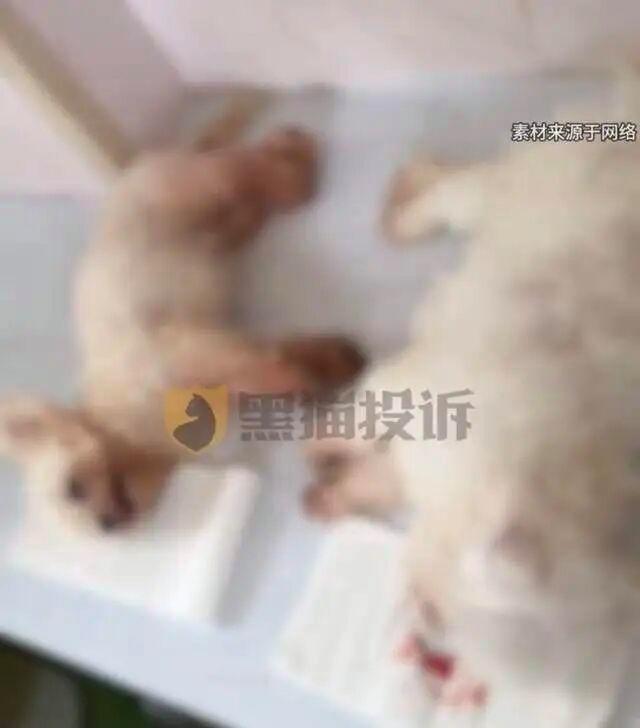 宠物医院发视频为狗做消声术引争议！网友：太残忍！负责人回应