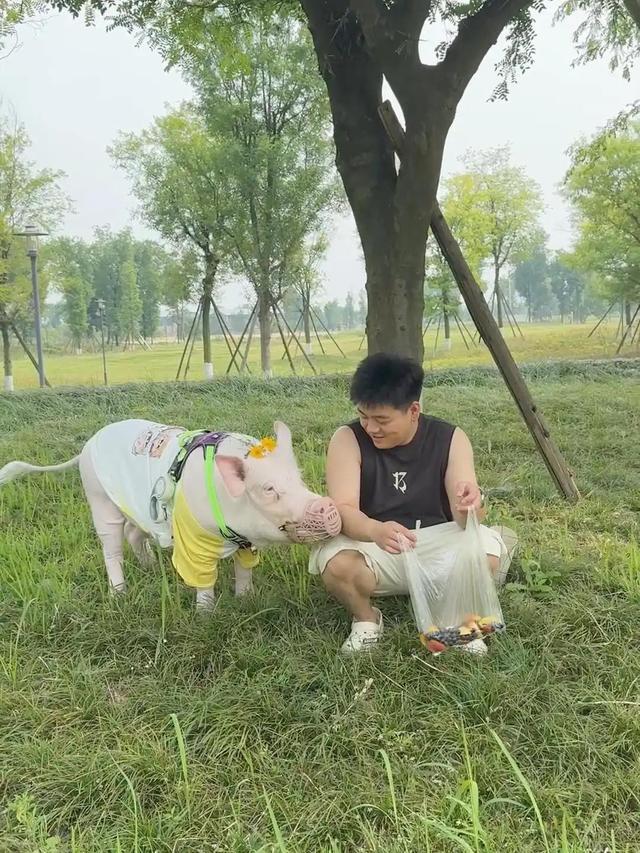 成都情侣街头“遛猪”吸睛，130斤的宠物有专属“猪圈”，每月伙食费上千元