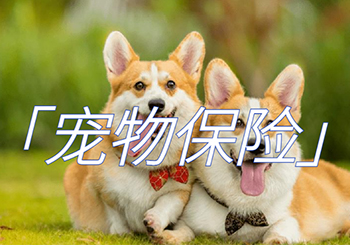 宠物保险报销争议频发，千万养宠人何去何从