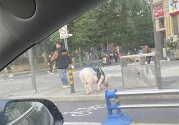 成都情侣街头“遛猪”吸睛，130斤的宠物有专属“猪圈”，每月伙食费上千元