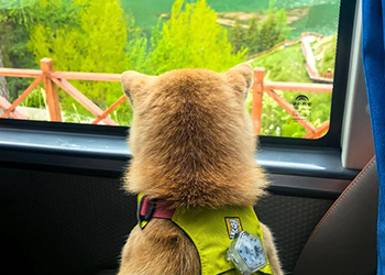 一群人一群狗一起玩：带宠物旅行，成了一门生意