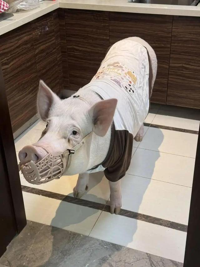 成都情侣街头“遛猪”吸睛，130斤的宠物有专属“猪圈”，每月伙食费上千元