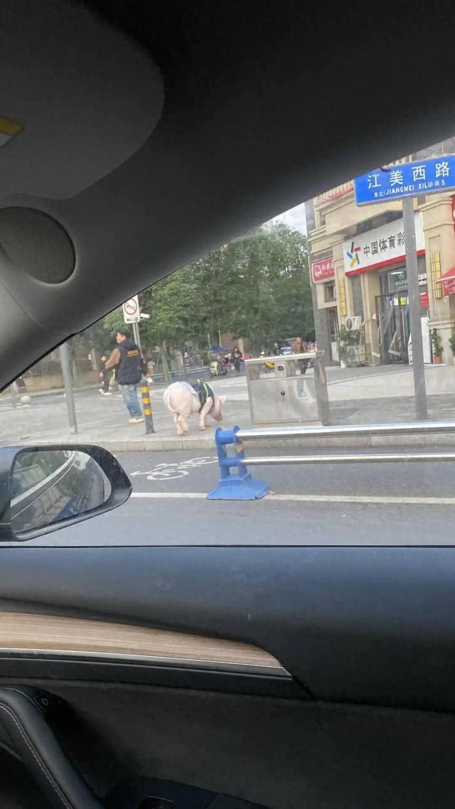 成都情侣街头“遛猪”吸睛，130斤的宠物有专属“猪圈”，每月伙食费上千元