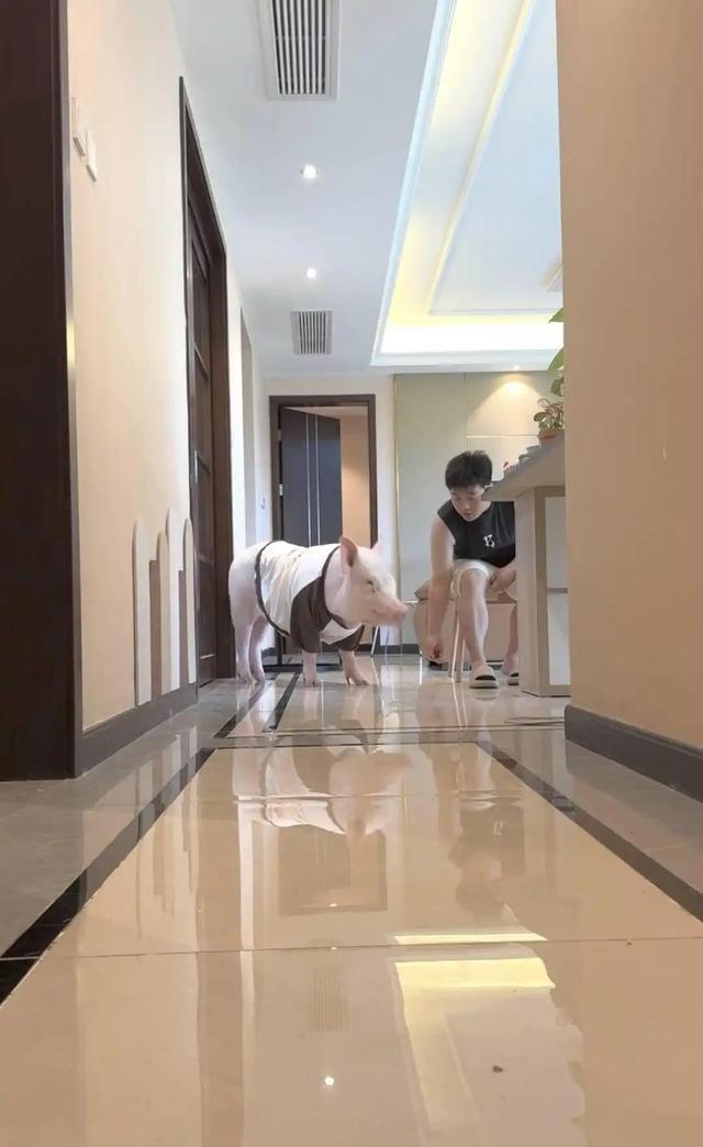 成都情侣街头“遛猪”吸睛，130斤的宠物有专属“猪圈”，每月伙食费上千元