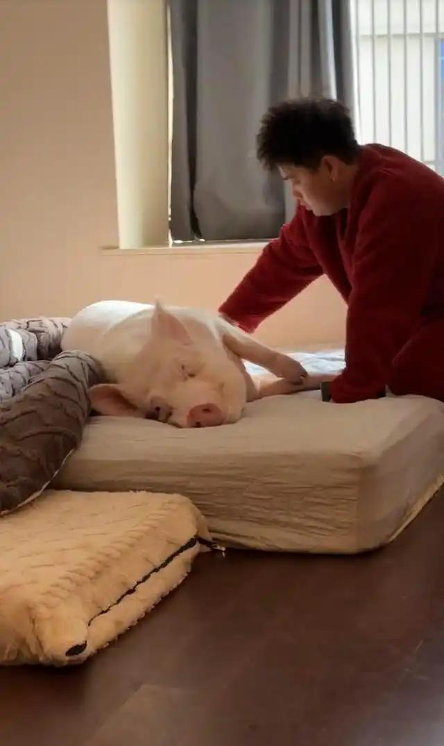 成都情侣街头“遛猪”吸睛，130斤的宠物有专属“猪圈”，每月伙食费上千元