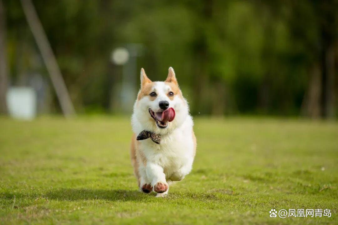 备赛锦囊已送达~5月31日相约LION MALL金狮广场环亚宠物潮玩节区域赛第二战快乐开跑! 备赛锦囊已送达~5月31日相约LION MALL金狮广场环亚宠物潮玩节区域赛第二战快乐开跑!