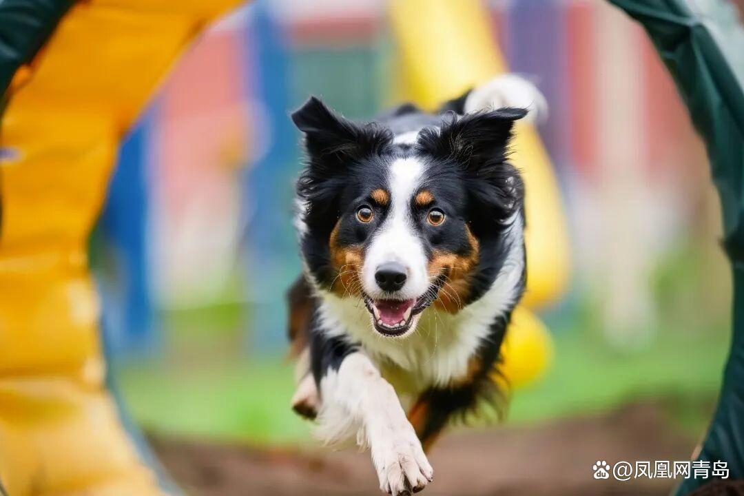 备赛锦囊已送达~5月31日相约LION MALL金狮广场环亚宠物潮玩节区域赛第二战快乐开跑! 备赛锦囊已送达~5月31日相约LION MALL金狮广场环亚宠物潮玩节区域赛第二战快乐开跑!
