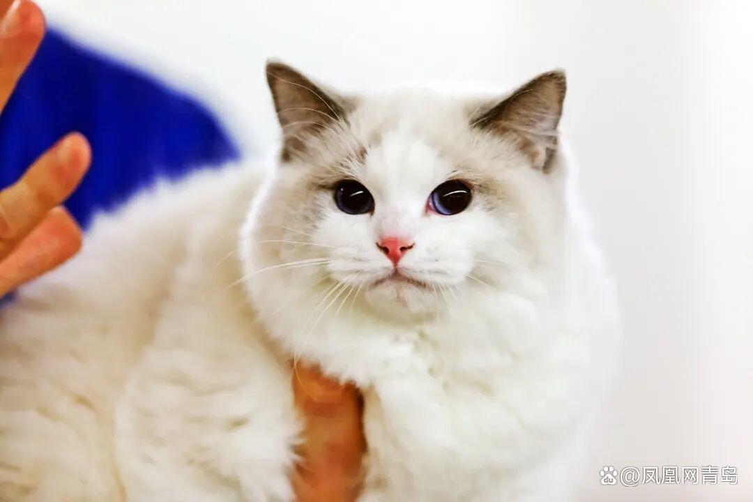 备赛锦囊已送达~5月31日相约LION MALL金狮广场环亚宠物潮玩节区域赛第二战快乐开跑! 备赛锦囊已送达~5月31日相约LION MALL金狮广场环亚宠物潮玩节区域赛第二战快乐开跑!