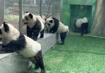 山东一动物园被指将松狮犬染色成“熊猫犬”，动物园回应：为增加趣味性