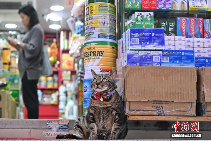 “猫店长”走红香港街巷，宠物IP赋能社区经济