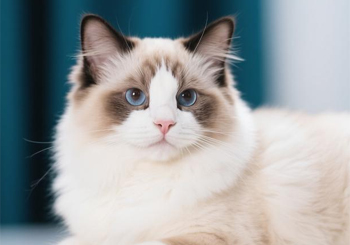 捡猫后以养出感情为由拒不归还