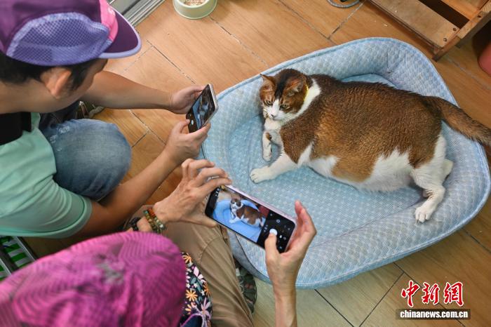 “猫店长”走红香港街巷，宠物IP赋能社区经济