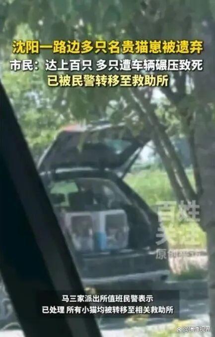沈阳路边现百余只名贵猫崽，警方全部转移救助