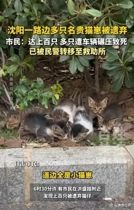 沈阳路边现百余只名贵猫崽，警方全部转移救助