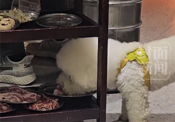 宠物狗偷吃顾客餐食无人制止 店家致歉：停业整顿，全面消杀