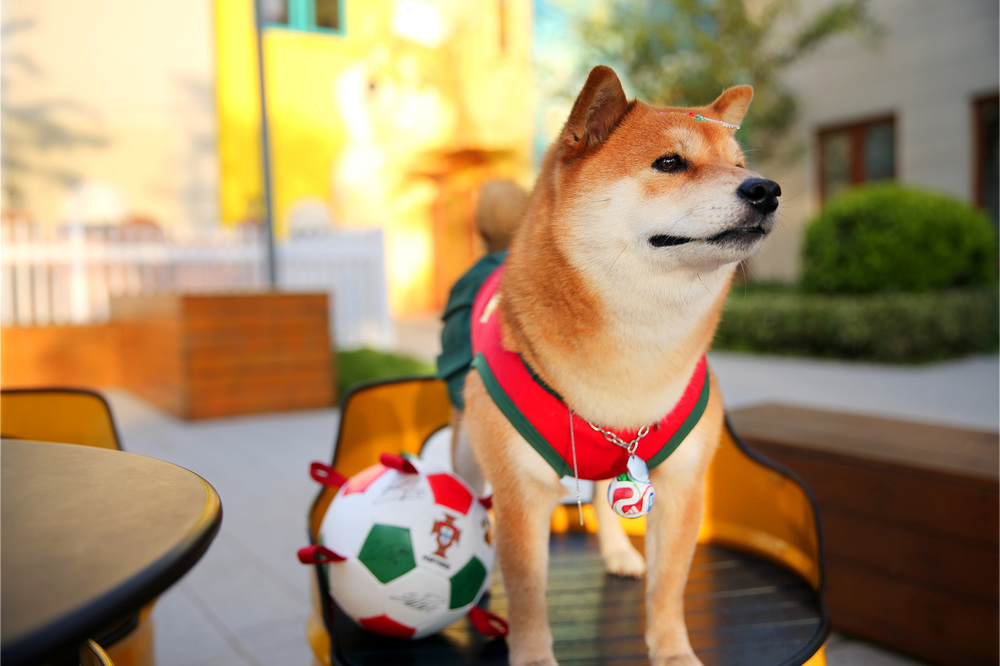 “宠物+世界杯”点燃消费热潮 “宠物+世界杯”点燃消费热潮