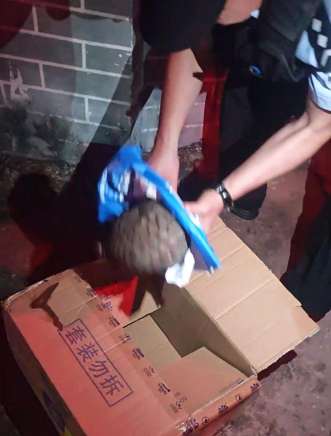 江西一小狗凌晨意外发现国家一级保护动物穿山甲，主人报警后获民警表扬