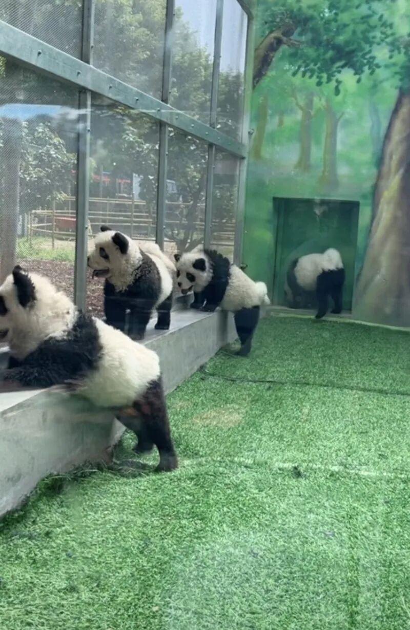 山东一动物园被指将松狮犬染色成“熊猫犬”,动物园回应:为增加趣味性 山东一动物园被指将松狮犬染色成“熊猫犬”,动物园回应:为增加趣味性