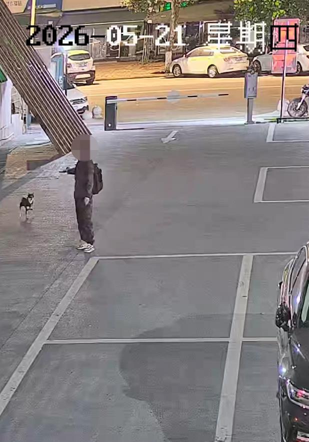 凌晨等主人下班的柴犬被人用弩射击后偷走,嫌疑人已落网 凌晨等主人下班的柴犬被人用弩射击后偷走,嫌疑人已落网