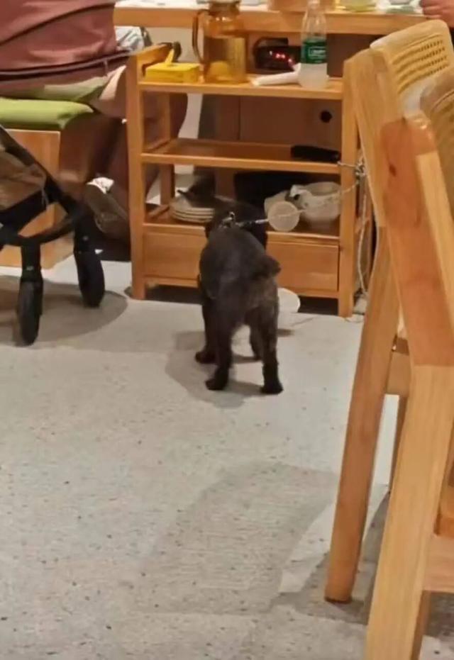 “携宠就餐”再惹争议!宠物犬舔食烤鸭店餐盘 门店致歉:全面消杀 “携宠就餐”再惹争议!宠物犬舔食烤鸭店餐盘 门店致歉:全面消杀