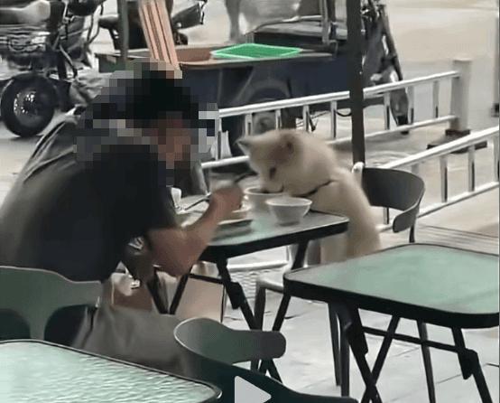 花式拟人化营销，宠物生意还会那么好赚吗？