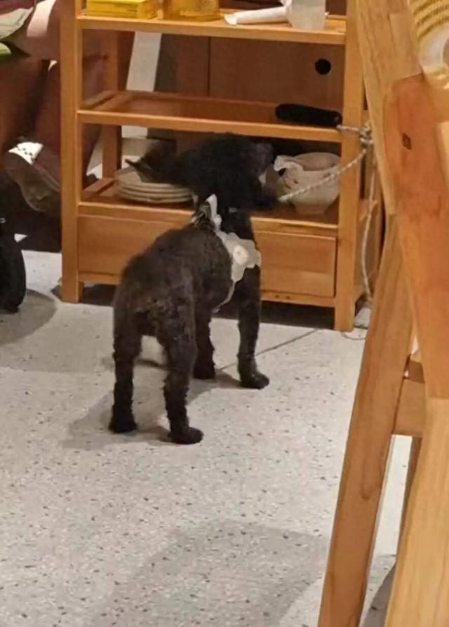 “携宠就餐”再惹争议!宠物犬舔食烤鸭店餐盘 门店致歉:全面消杀 “携宠就餐”再惹争议!宠物犬舔食烤鸭店餐盘 门店致歉:全面消杀