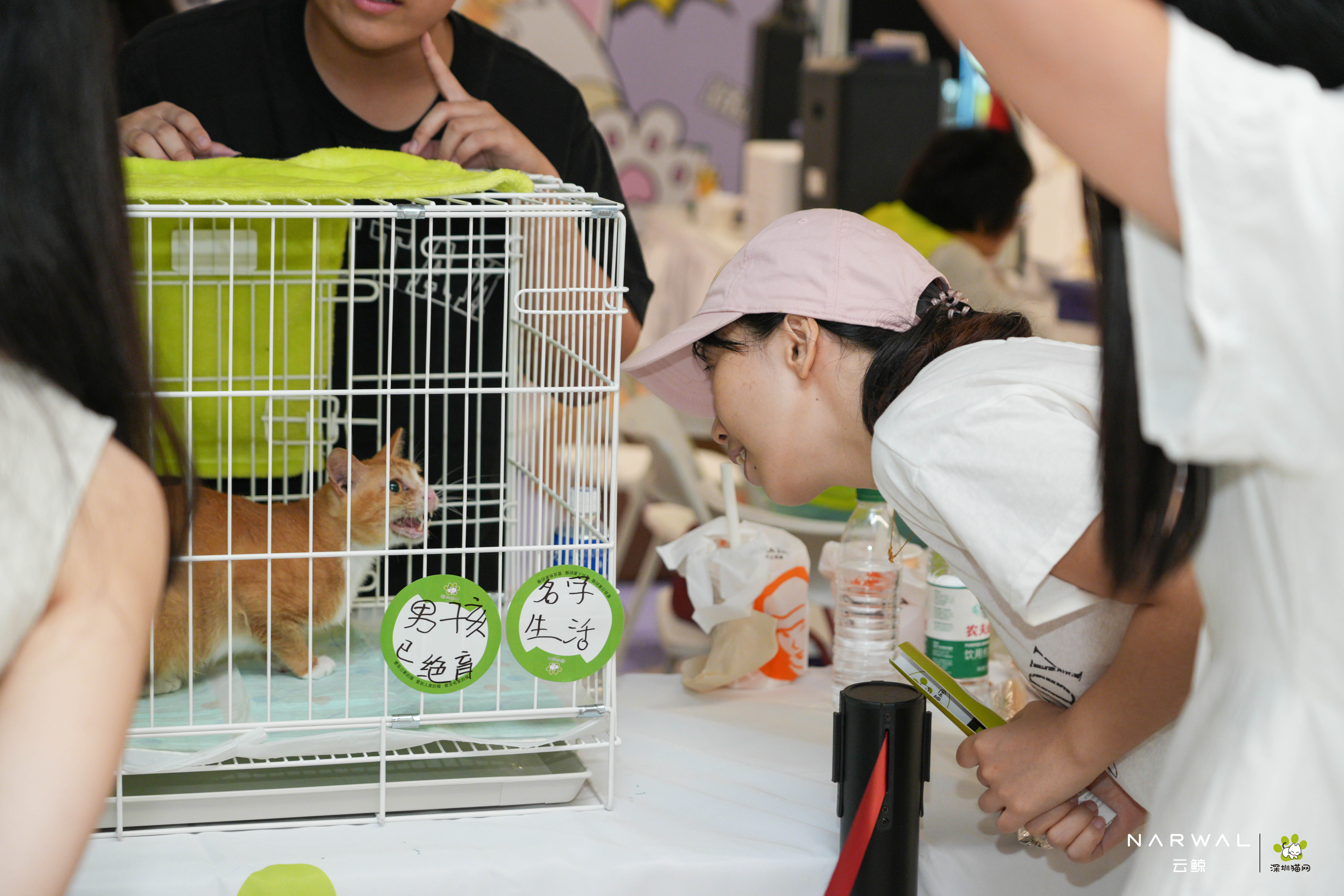 云鲸携手深圳猫网举办线下领养活动，以公益行动践行宠物友好理念