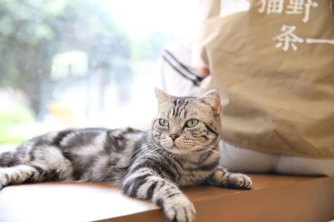 温州新增一处“宠物友好目的地”,猫野条一重新定义人宠相处方式 温州新增一处“宠物友好目的地”,猫野条一重新定义人宠相处方式
