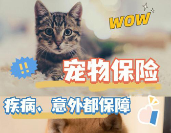 深圳险企以科技创新竞逐宠物险 给萌宠“刷个脸”就能快速完成理赔申请