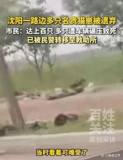 沈阳路边现百余只名贵猫崽，警方全部转移救助