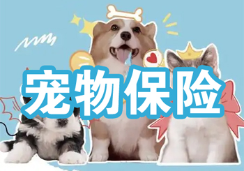 连续五年规模翻倍，宠物保险如何从“叫座”走向“叫好”