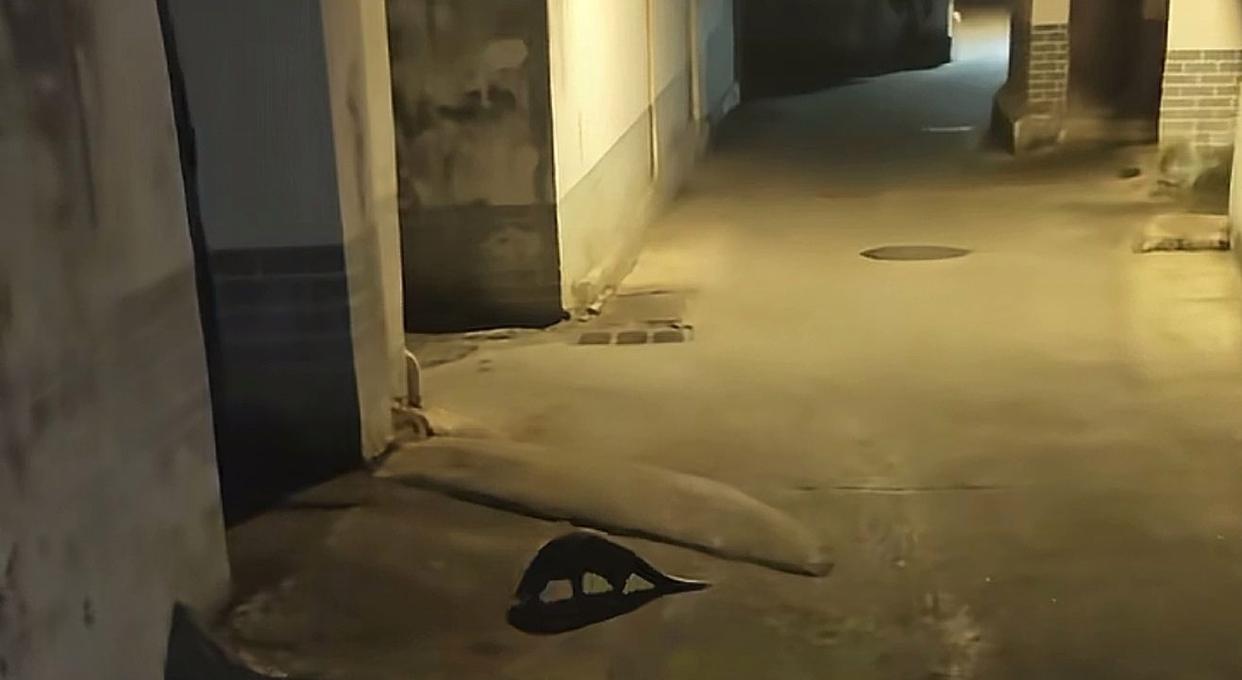 江西一小狗凌晨意外发现国家一级保护动物穿山甲，主人报警后获民警表扬