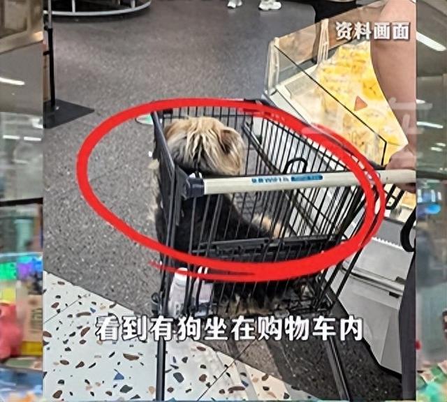 江苏无锡一消费者反映有狗坐在购物车内，盒马回应：已消毒，后续将推出宠物专用购物车