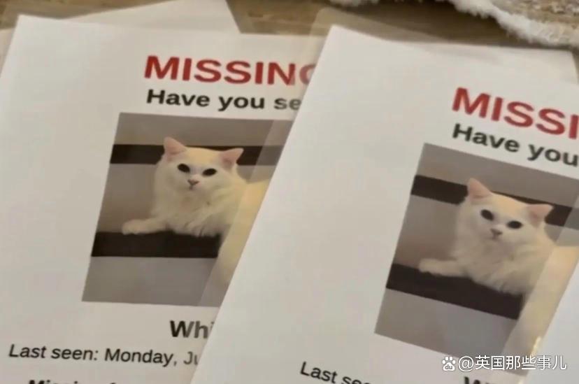 猫丢了?铲屎官满大街找了30个小时,最后发现这货就没出过门 猫丢了?铲屎官满大街找了30个小时,最后发现这货就没出过门