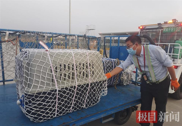 十一假期想带宠物出门远行?有这几种途径可以实现 十一假期想带宠物出门远行?有这几种途径可以实现