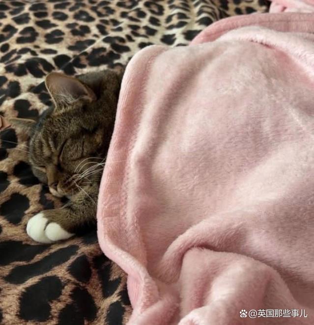 猫丢了?铲屎官满大街找了30个小时,最后发现这货就没出过门 猫丢了?铲屎官满大街找了30个小时,最后发现这货就没出过门