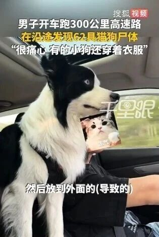 四川男子300公里高速发现62只猫狗尸体,有几只宠物还穿着衣服 四川男子300公里高速发现62只猫狗尸体,有几只宠物还穿着衣服