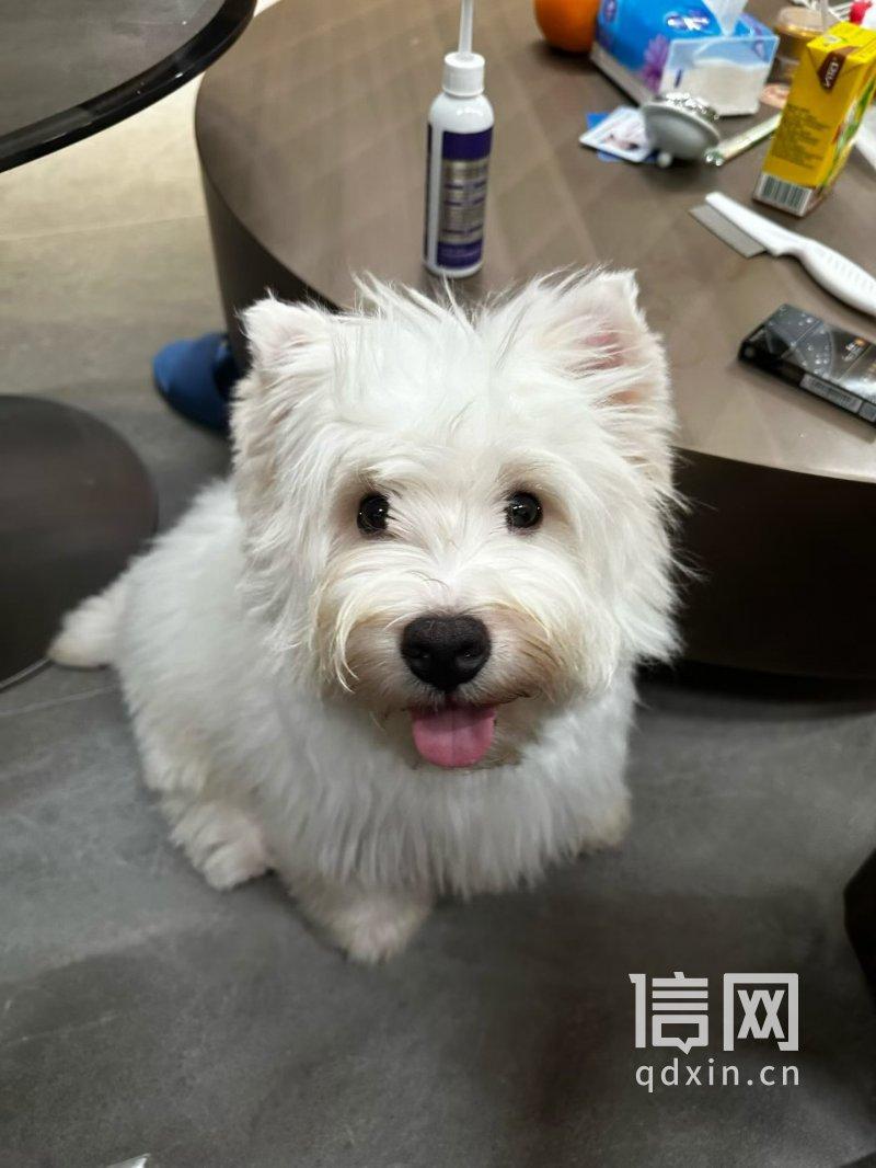 西高地宠物犬美容时被剪伤耳朵破了相,狗主认为宠物贬值索赔4000元 西高地宠物犬美容时被剪伤耳朵破了相,狗主认为宠物贬值索赔4000元