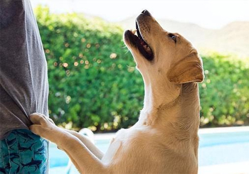 宠物乐园内犬只伤人，责任如何划分